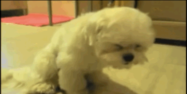 동물들 바보같고 귀여운 포인트 | 인스티즈