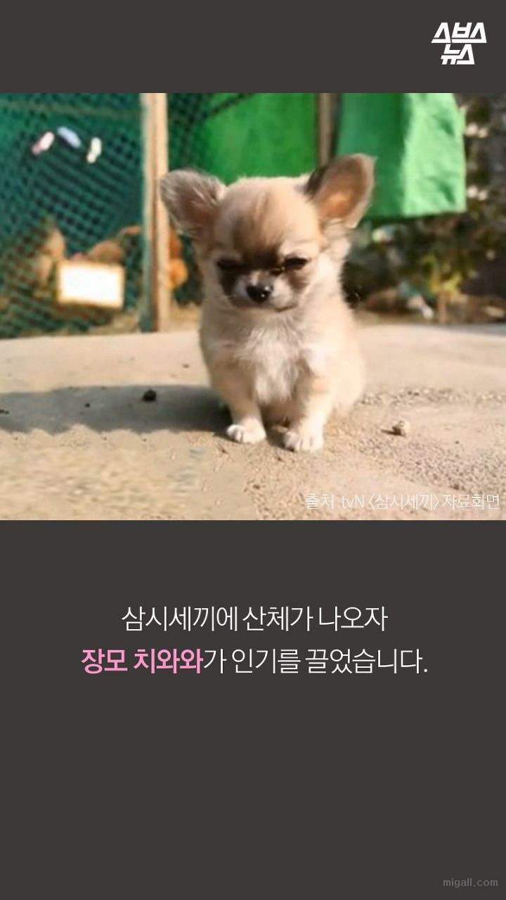 개들도 유행을 탄다.JPG | 인스티즈