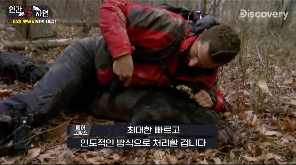 돼지 사냥하는 베어그릴스.gif | 인스티즈