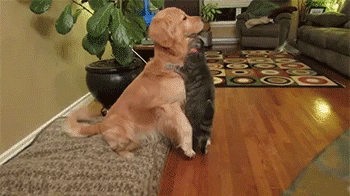 개한테 덤비는 고양이.gif | 인스티즈