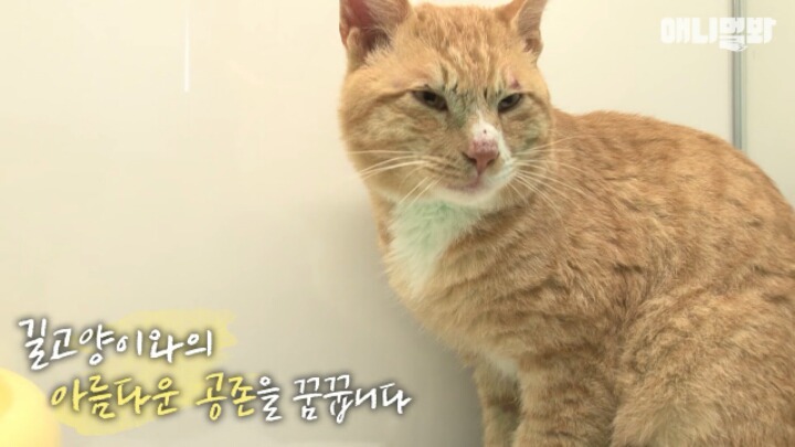 길고양이 학대하는 방법도 이젠 | 인스티즈