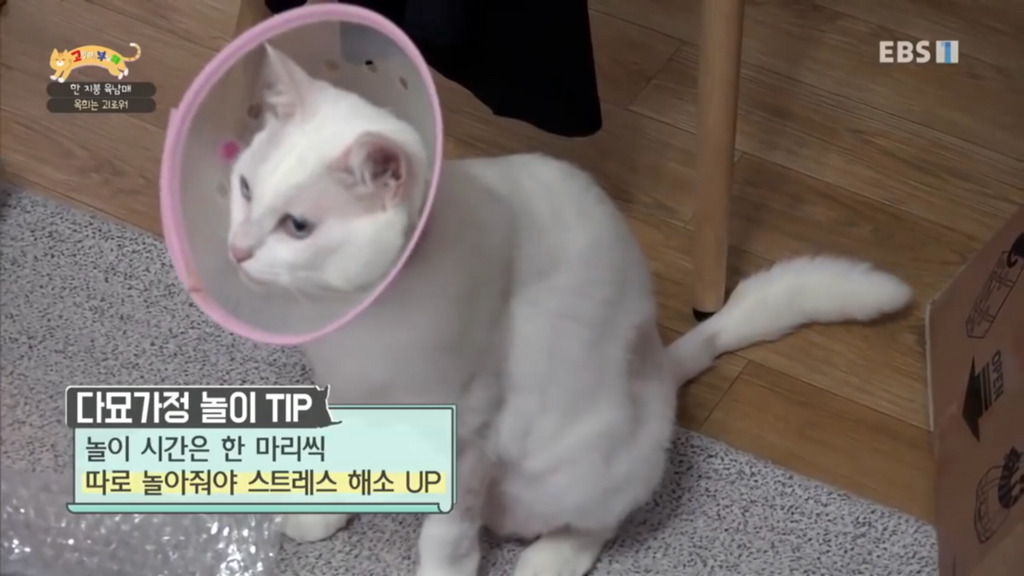 [고부해] 다묘가정의 흔한 실수.jpg | 인스티즈