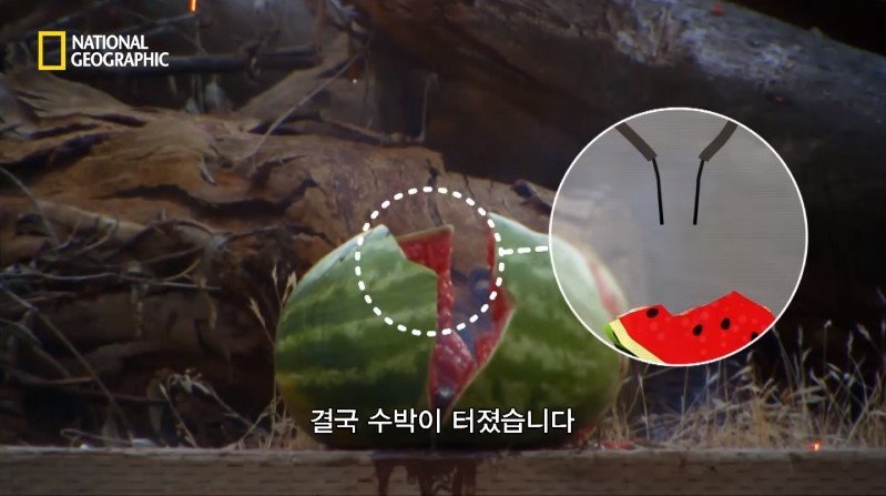 수박 안에 1만 볼트를 내보내면 생기는 일 | 인스티즈