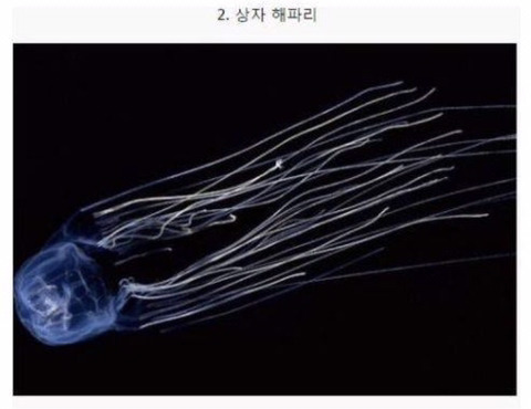 보기보다 훨씬 더 위험한 생물들 (혐오주의) | 인스티즈