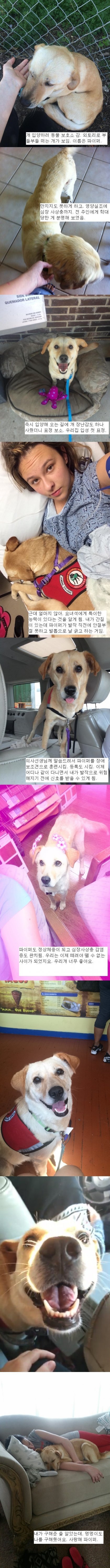 멍멍이의 아름다운 인연 | 인스티즈