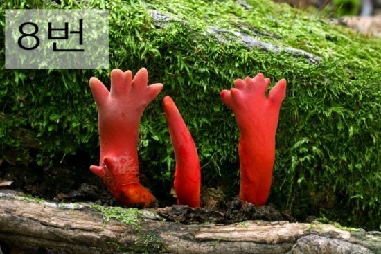  독버섯 고르기 | 인스티즈