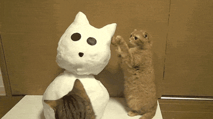 귀여운 동물짤들(데이터 주의).gif | 인스티즈