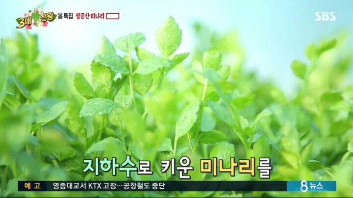 백종원이 추천하는 삼겹살+미나리.jpg | 인스티즈