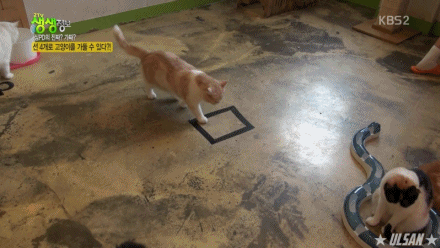 선 4개로 고양이를 가둘수 있을까?.jpgif | 인스티즈