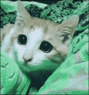 저런 고양이는 영화에서나 나오는거지.gif | 인스티즈