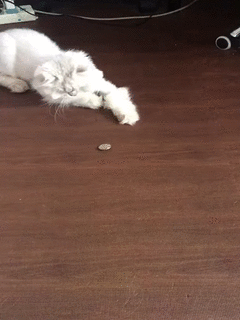 빛현우 집 고양이.gif | 인스티즈