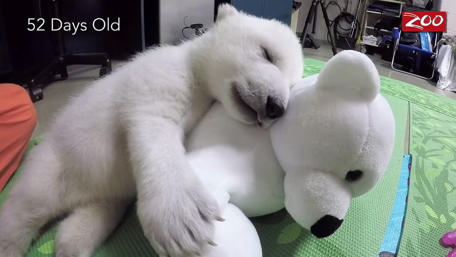 귀여운 북극곰.gif | 인스티즈