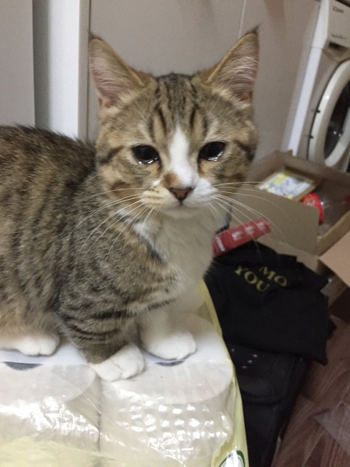 양파 써는 거 구경하던 고양이 | 인스티즈