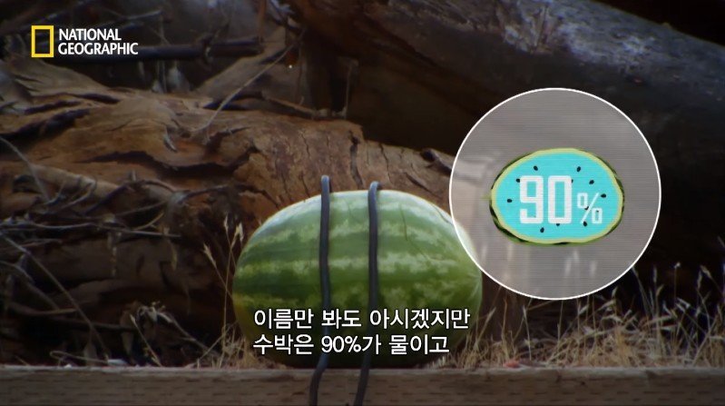 수박 안에 1만 볼트를 내보내면 생기는 일 | 인스티즈