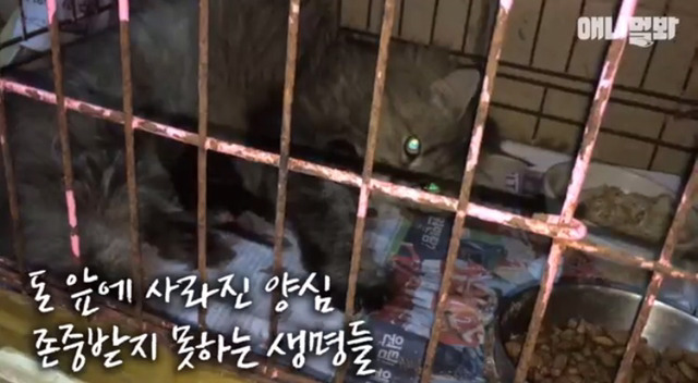 고양이 공장도 없애야됨 | 인스티즈