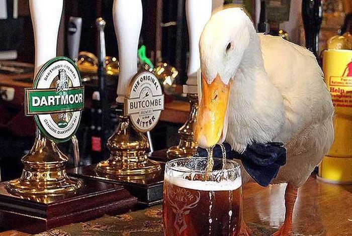 맥주 마시는 거위 | 인스티즈