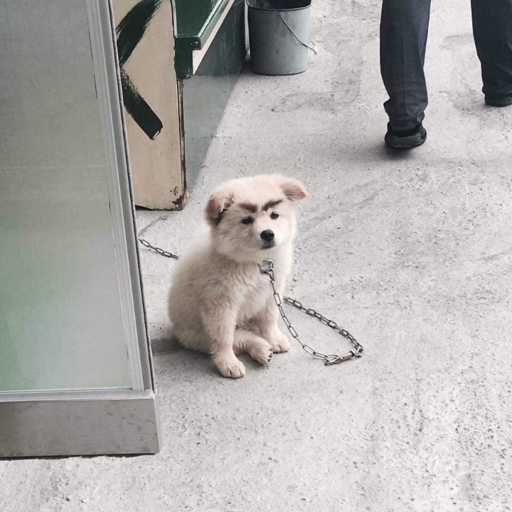 눈썹이 생긴 댕댕이 | 인스티즈