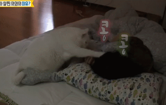 [하하랜드] 새벽에 밥달라고 집사 깨우는 뚱냥이.gif | 인스티즈