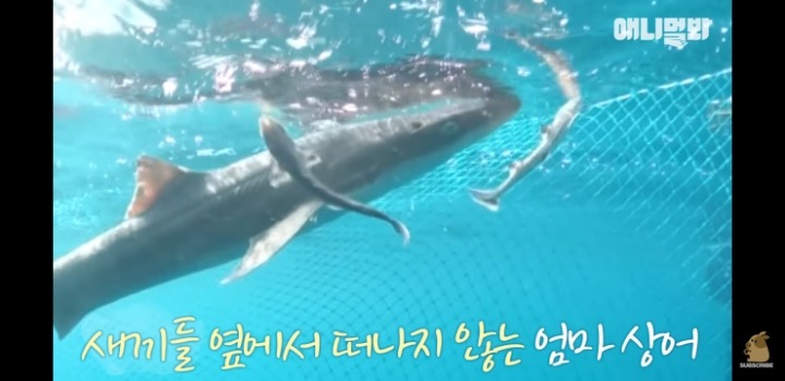 횟집에서 새끼 출산하는 상어 | 인스티즈