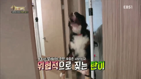 지리는 강아지 강씨 강형욱 훈련사님의 위엄 | 인스티즈