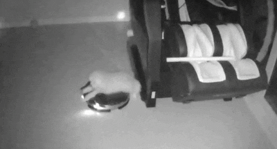 집에 혼자 있는 강아지 걱정되서 CCTV 설치했는데 ㅠㅠ | 인스티즈