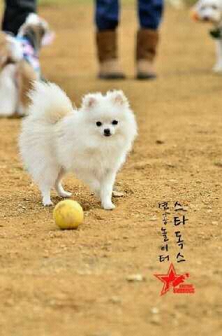 뽀솜이 이미지