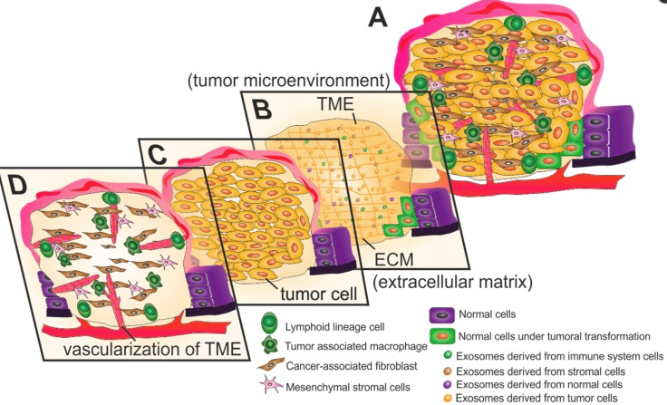 암세포 미세환경(Targeting Tumor Microenvironment) for Cancer Therapy 2019 리뷰논문 -  암치료의 탐구 - 치료적 맞춤운동, 비타미네, 영성 연구소